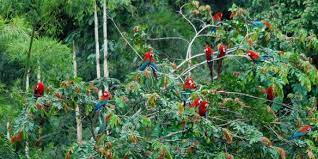 Keajaiban Hutan Hujan Amazon dan Pusat Biodiversitas Dunia