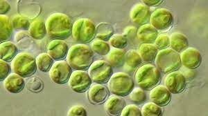 Peran Penelitian Biologi Untuk Algae Solusi Energi Hijau